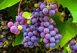 Image result for Red Grapes