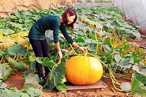 Image result for Vertical Pumpkin Growing