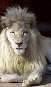 Image result for White Lion with Wings