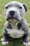 Image result for Pit Bull Puppy