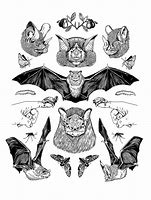 Image result for Traditional Style Bat Illustration