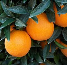 Image result for Orange Tree Varieties