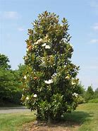 Image result for Magnolia grandiflora