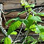 Image result for Poison Ivy Bush