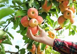 Image result for apples pick autumn
