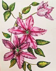 Image result for Clematis Climbing Plant Drawing