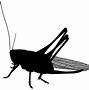 Image result for Grasshopper Cartoon Black and White