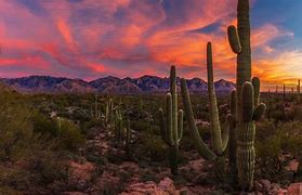 Image result for Mojave Desert Cactus Sunset
