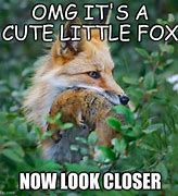 Image result for Taxidermy Fox Reaction Meme