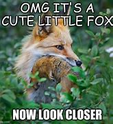 Image result for Funny Animal Meme Fox