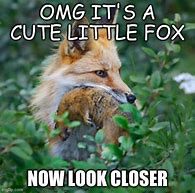 Image result for Fox Bluff Meme