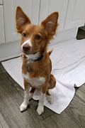 Image result for Amazing Mixed Dog Breeds