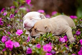Image result for Cute Animals Flowers