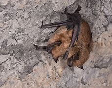 Image result for Epfu Bats
