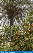 Image result for Palm Tree with Orange Fruit