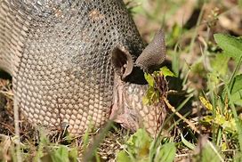 Image result for Armadillo Drinking