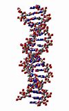 Image result for DNA/RNA Structure
