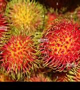 Image result for Smelly Fruit with Spikes