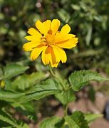 Image result for Heliopsis helianthoides Mars