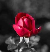 Image result for Black and Red and White Rose Wallpaper