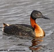 Résultat d’images pour Podiceps major