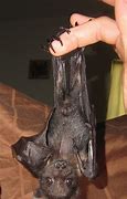 Image result for Pet Fruit Bat