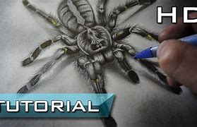 Image result for Realistic Spider Hanging Drawing
