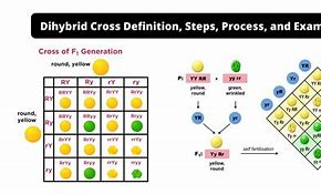 Image result for Dihybrid Cross with Blood Type