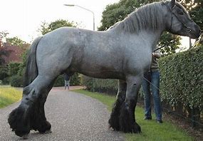 Image result for Big Draft Horse Stallions