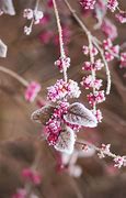 Image result for Winter Flower for Coputer