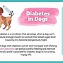 Image result for Metformin for Dogs with Diabetes