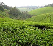 tea plantation 的图像结果