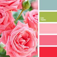 Image result for Pink and Green Palette