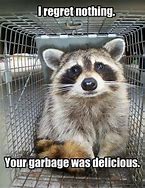 Image result for Crazy Raccoon Memes