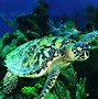 Image result for Beautiful Sea Turtles