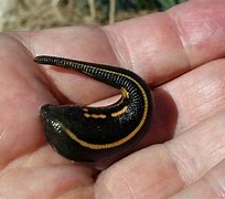 Image result for Finian Leech
