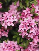 Image result for Shrubs with Small Pink Flowers
