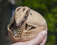 Image result for Armadillo Cousin