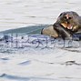 Image result for Otters Eat