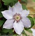 Image result for Clematis Still Waters