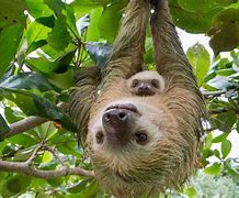 Image result for Mother Sloth