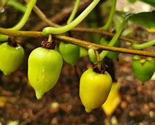 Image result for Actinidia Kew