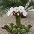 Image result for Cacti Pictures Identification