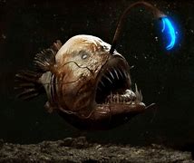 Image result for Weird Sea Creatures