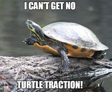 Image result for Dank Turtle Memes