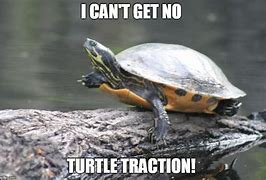 Image result for Tortoise Face Meme
