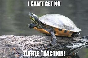 Image result for Shocked Tortois Meme
