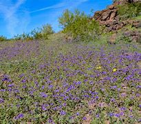 Image result for Sonora Desert Bloom