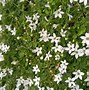 Image result for Annual Ground Cover