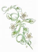 Image result for Vine Drawings Sketches